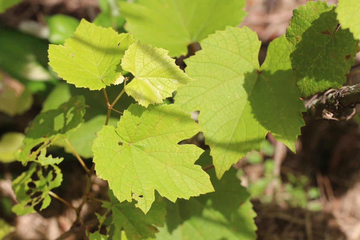 Vitis vinifera L.